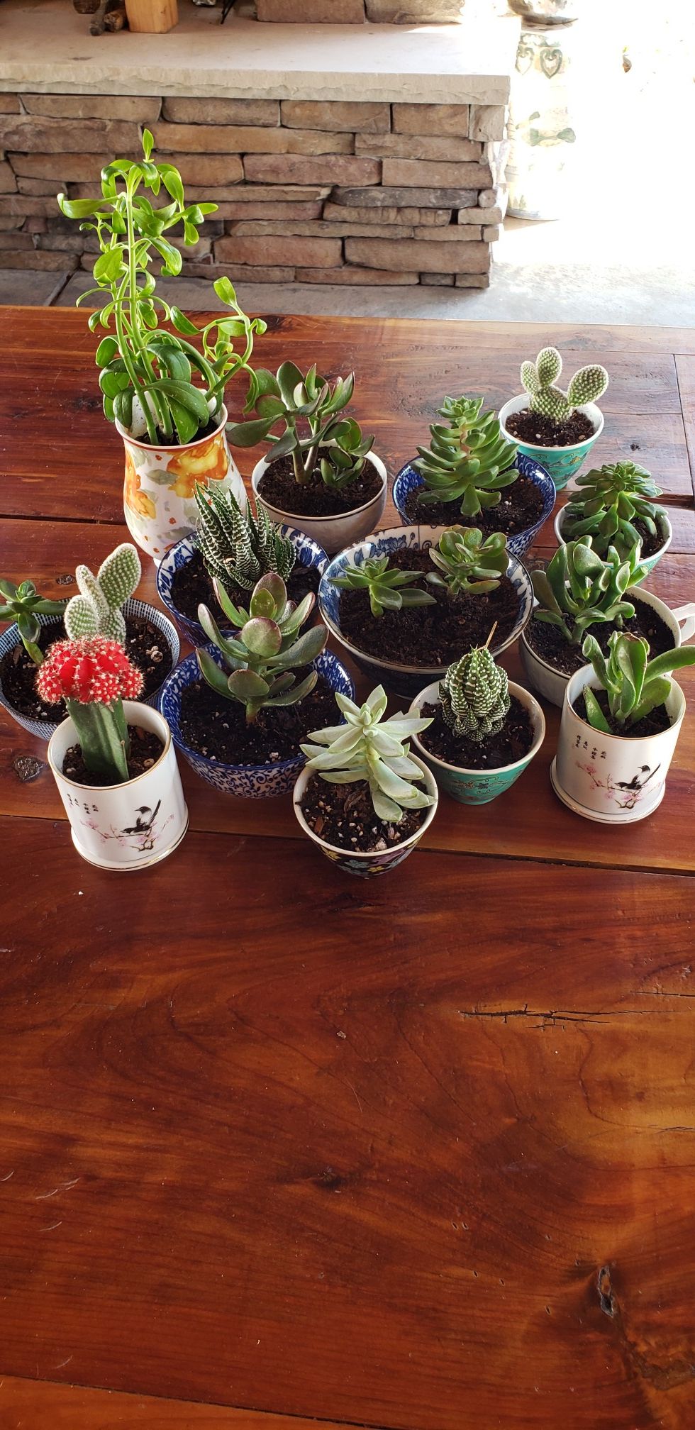 Variety of Potted Plants