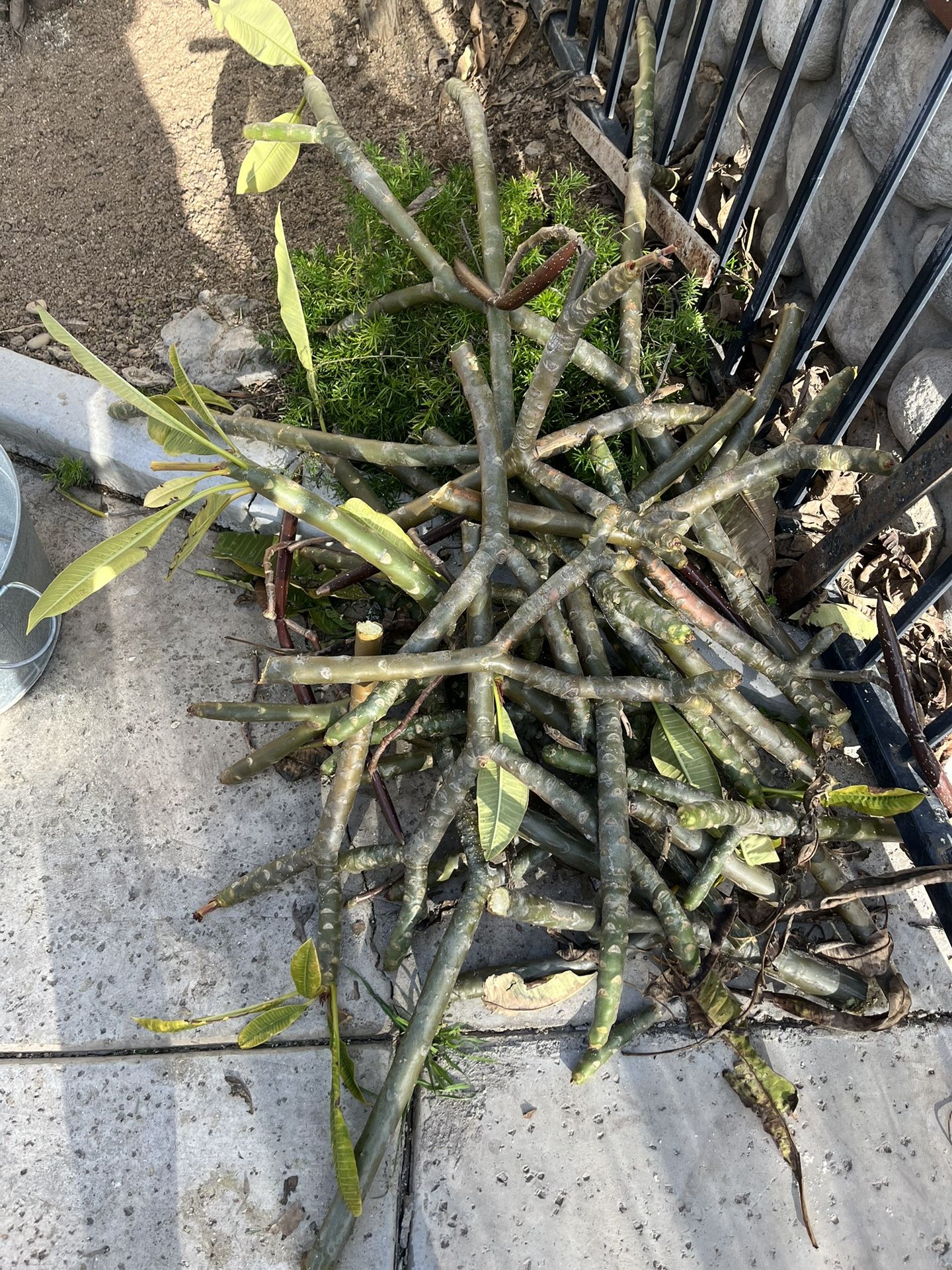 Plumeria Cuttings