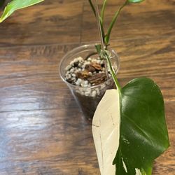 Variegated Monstera Albo Plant (pls Read Description Below)