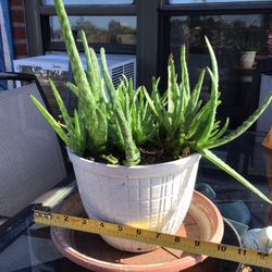 ALOE VERA PLANT