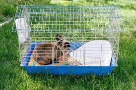 bunny cage(holland Lop) 