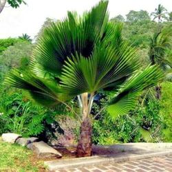 LIVE PLANT 3ft Fiji fan palm Pritchardia pacifica  Pacific
