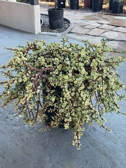 Variegated Elephant Bush. (Portulacaria Afra Variegata )