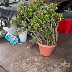Large Jade Plants