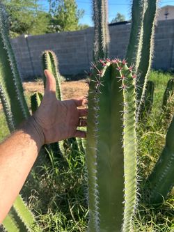 Cactus, Mexican fence post 6’ and less. Make an offer. Can harden off or root more