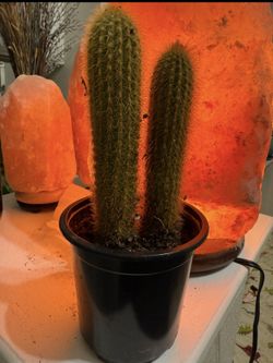 ❤️🌵 Golden Torch Cactus 🌵❤️4” pot