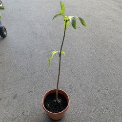 Mango tree plant about 4 feet tall