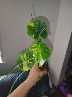 Alocasia stingray aurea