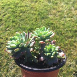Succulent Plant