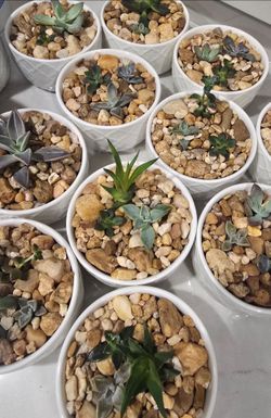 Plants and Plant Pots for Sale