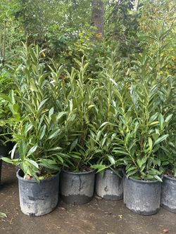 Big Skip Laurel Bushes —