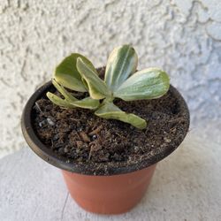 3 Inch Pot Succulent Plant Crassula Ovata Variegated -  Lemon Lime Jade - Rooted & Established - Drought Resistant 🪴 