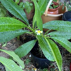 Yellow and white Plumaria