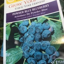 Emerald Blueberry Fully Grown Plant In 2 Gallon Pot