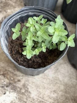 Peppermint Plant