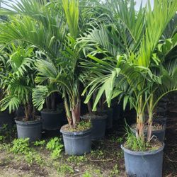 Spectacular Christmas Palms 6 Feet Tall!!! Fertilized Adonidias Plants!!!
