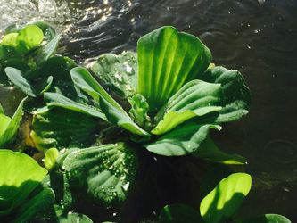 Floating water lettuce
