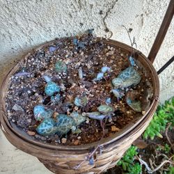 String Of Hearts Propagation 