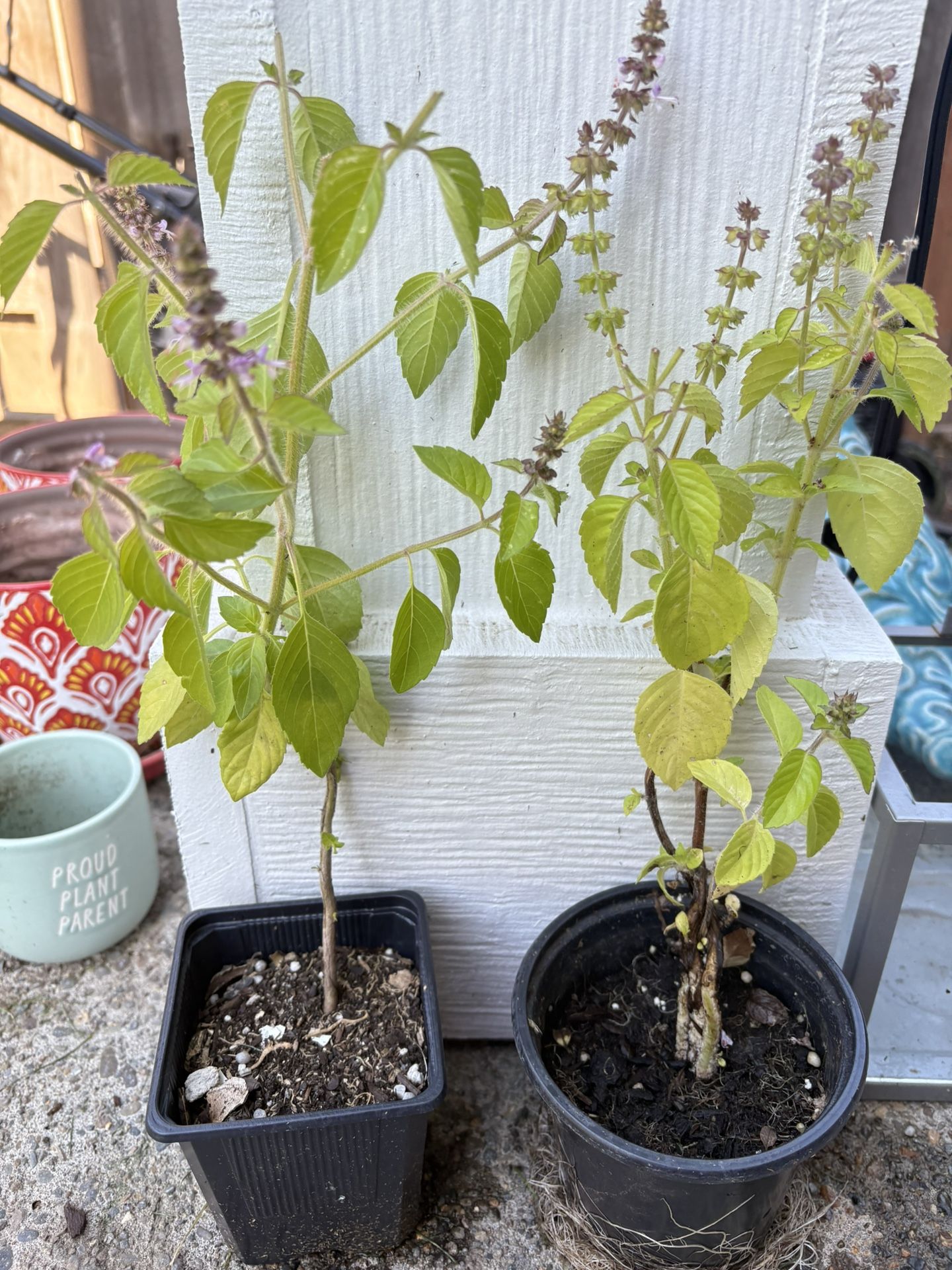 Holy Basil Or Tulsi Plants 