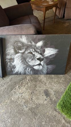 Lion portraits