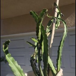 Dragon fruit plant cuttings