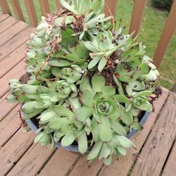 Succulent Ground Cover