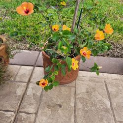 Hibiscus plant includes Planter