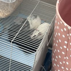 RATS Cages In All Sizes Pinkie-jumbo 