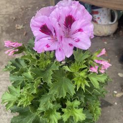 Geranium Washington Plant, In 1 Gallon Pot Pick Up Only