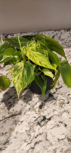 Heart Leaf Philodendron