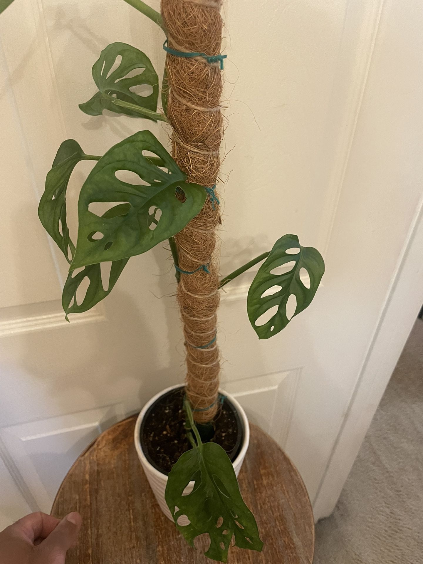 Monstera Adansonii | Swiss Cheese Philodendron | 2 Feet Tall