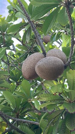Mamey fruit