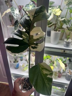 Monstera Albo