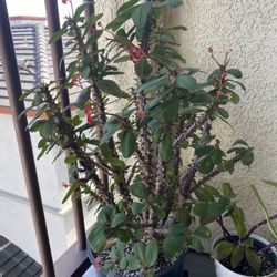 Corona De Cristo Euphorbia Milii 