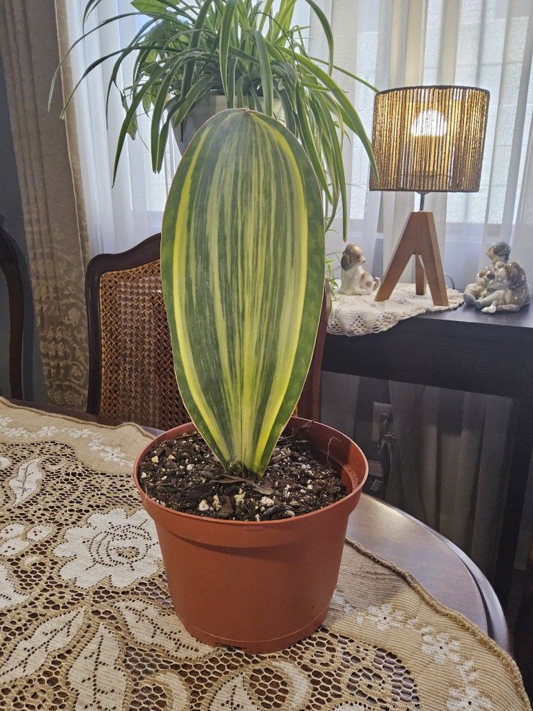 Tropical Variegated Whale Fin Sansevaria Snake Plant - 6" Pot -PENDING