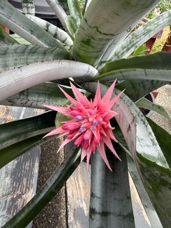 Pyramidal Billbergia