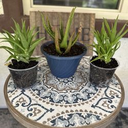 Aloe Vera