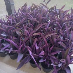 Purple Heart/ Purple Queen Plants 
