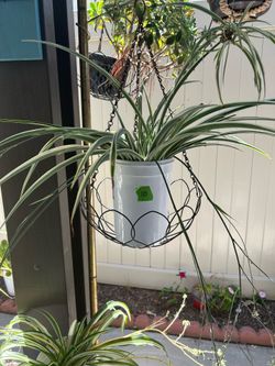 Potted plants $3-$12