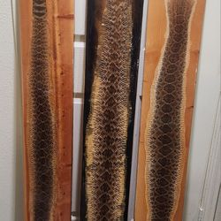 LOT OF 3 CUSTOM MADE RATTLESNAKE SKIN ART MOUNTS ON RESIN LUCITE
