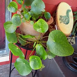 LOVELY PLANT 😍🌹🍁🏡