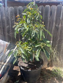 Avocado plant