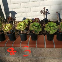 Nice Succulent- Price On Each Picture
