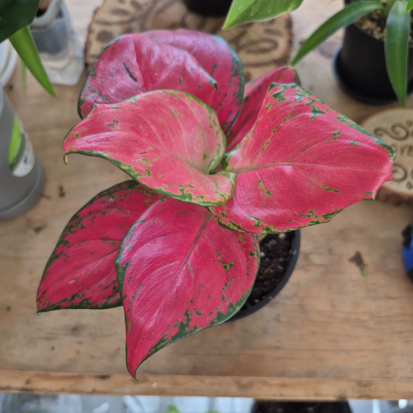 Aglaonema Chinese Evergreen plant