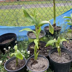 Banana  tree Small Plants.