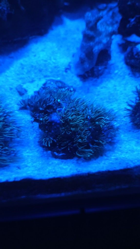 Coral Frags