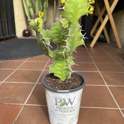 Euphorbia Zig Zag Cactus 12” Tall