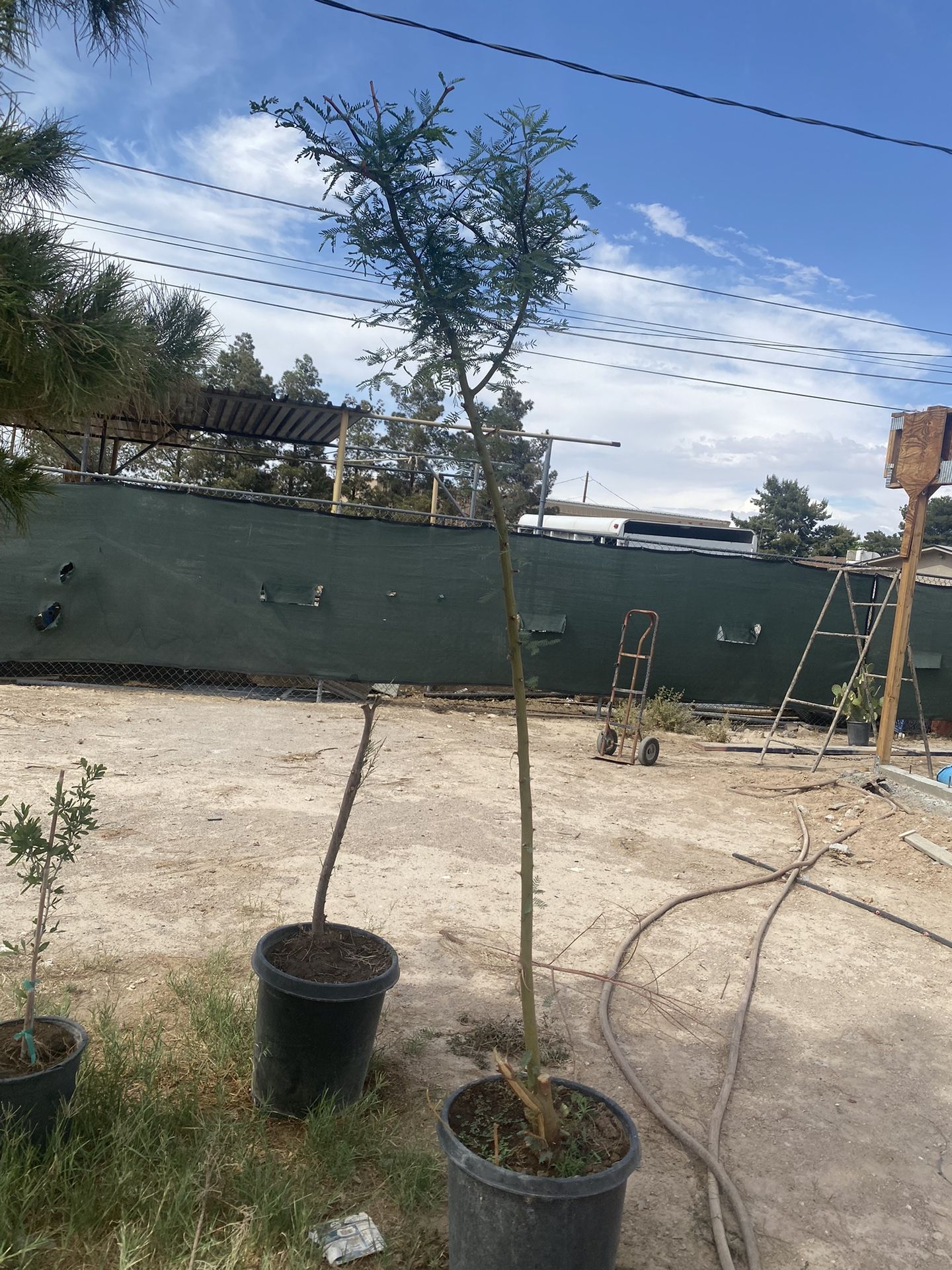 Trees