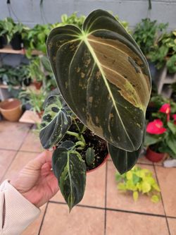 Variegated Philodendron Melanochrysum
4"