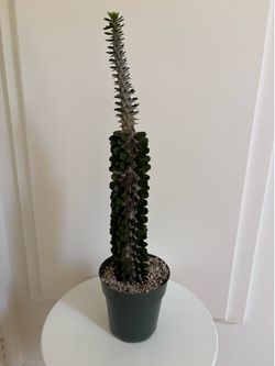 Alluaudia Procera Cactus Plant